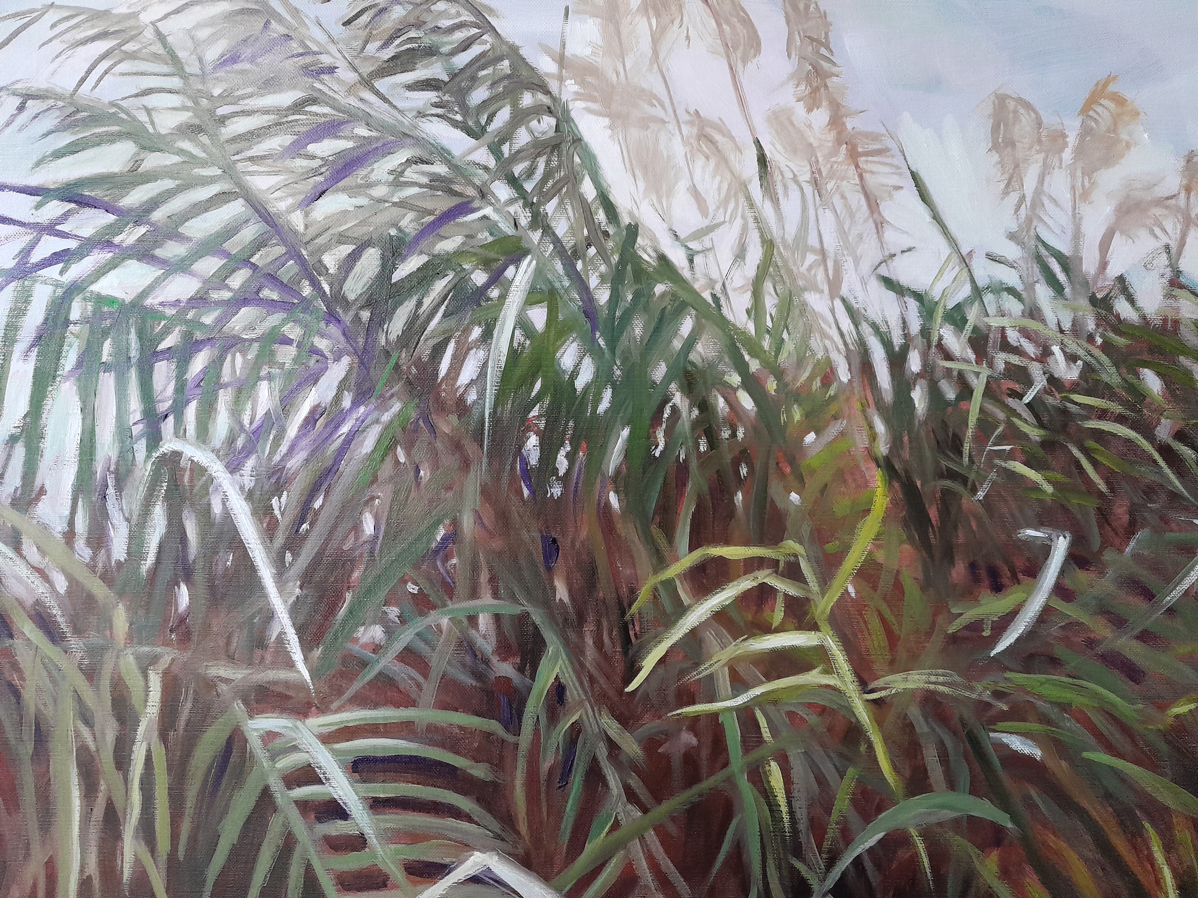 2022 Rietkraag olieverf 90 x 70 cm